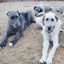 Irish Wolfhounds from Paramount