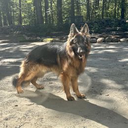 Wyatt - German Shepherd