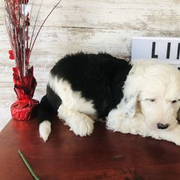 Pyredoodle and Sheepadoodle Puppies from Davis Family Doodles