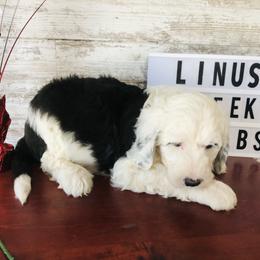 Pyredoodle and Sheepadoodle Puppies from Davis Family Doodles