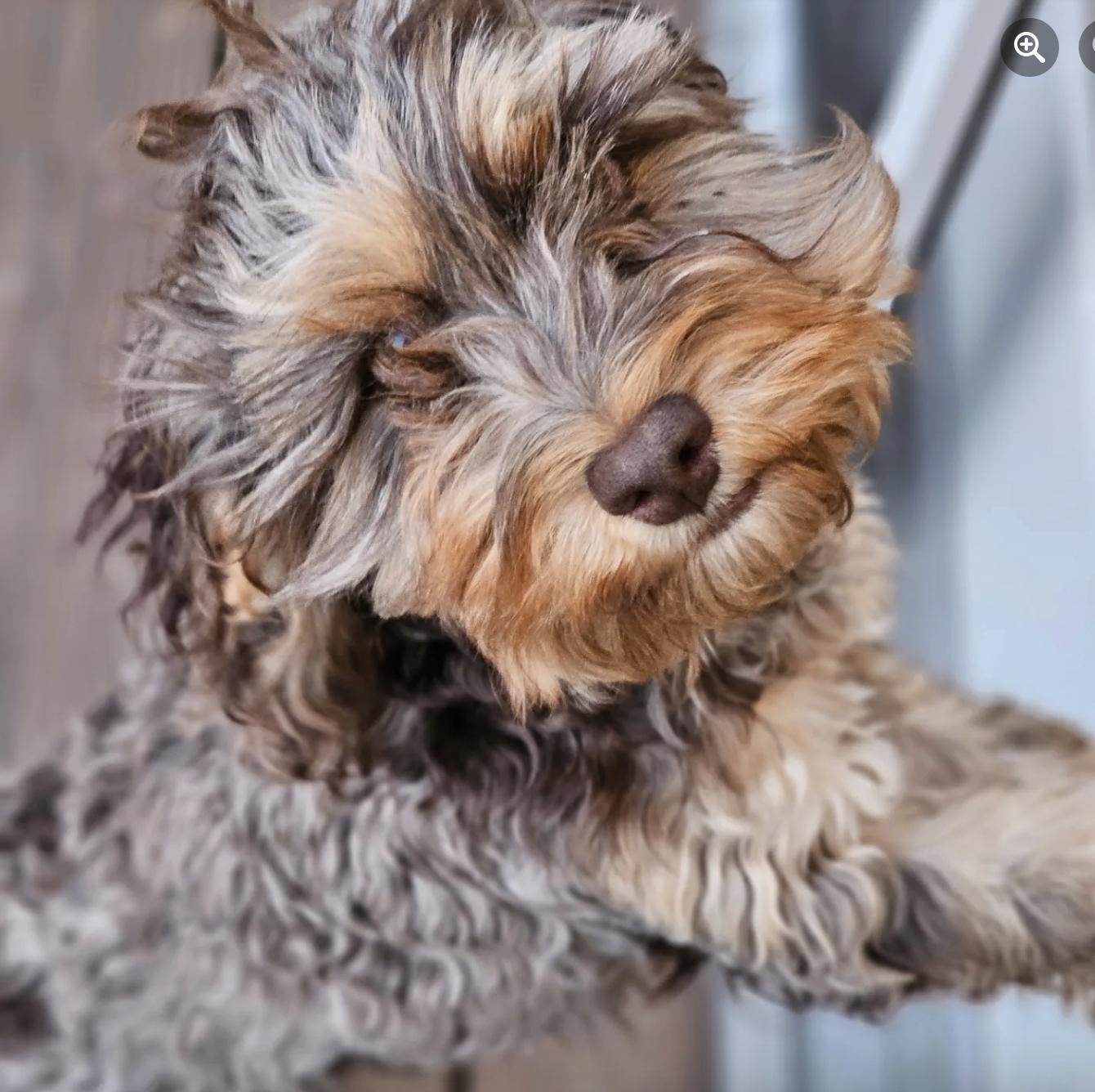 Teddy Bear Cockapoos in New Jersey | Cockapoo puppies | Good Dog