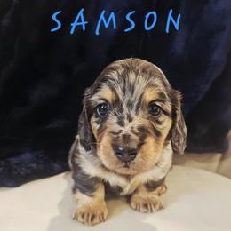 Samson - Dapple male Dachshund puppy in Guthrie, Oklahoma from The Rooted Place