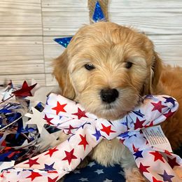 Goldendoodles from Dillon Doodles