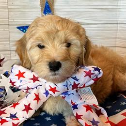 Goldendoodles from Dillon Doodles