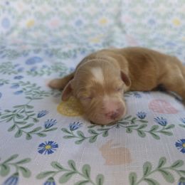 Cavapoo Puppies from Deshea LeBlanc