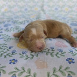 Cavapoo Puppies from Deshea LeBlanc
