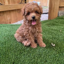 Teddy - Red  male Poodle puppy in Kannapolis, North Carolina from Carolina Great Danes & Toy Poodles