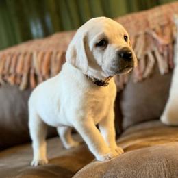 Ivory - Yellow female Labrador Retriever puppy in Sweet Home, Oregon from Snowpeak English Labradors
