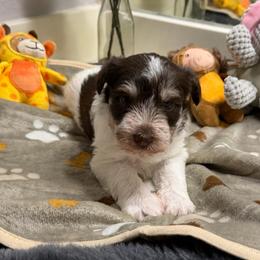 Bernard - Parti male Miniature Schnauzer puppy in College Station, Texas from Fran’s Miniature Schnauzers