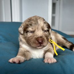 Australian Shepherd Puppies from Cold Creek Aussies