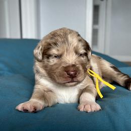 Australian Shepherd Puppies from Cold Creek Aussies