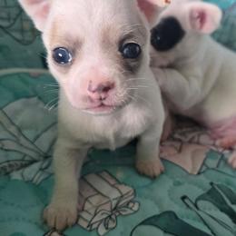 Pippy - Merle female Chihuahua puppy in Amity, Pennsylvania from Baxters Chihuahuas