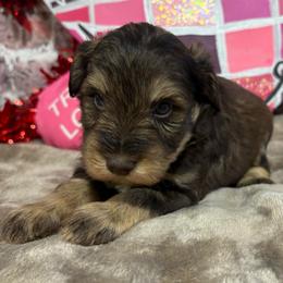 Theo - Liver male Miniature Schnauzer puppy in Lufkin, Texas from C&K’s Schnauzer House