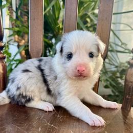 Stetson - Blue merle male Border Collie puppy in Mesa, Arizona from Ranch Girl Border Collies