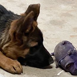 German Shepherd Puppies from Von Falkenberg German Shepherds, LLC