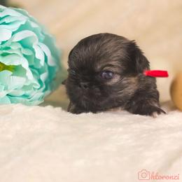 Rosie's Red collar - Gray sable male Pekingese puppy in Conroe, Texas from SFLK