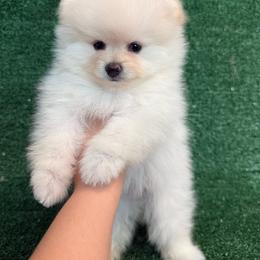 Boy1 - Cream male Pomeranian puppy in Avondale, Arizona from Mely Pomlove