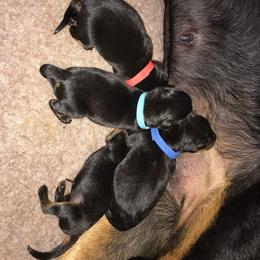 Rottweiler Puppies from Vom Gryphonberg