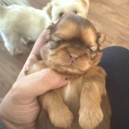 Pumpkin - Red male Shih Tzu puppy in Connersville, Indiana from Anna’s Farmhouse Shihtzus