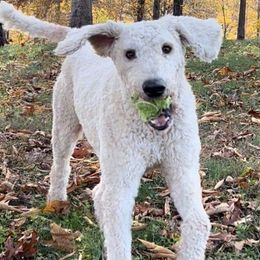 Aussiedoodles, Goldendoodles, and Poodles from Wonder Poodles and Doodles