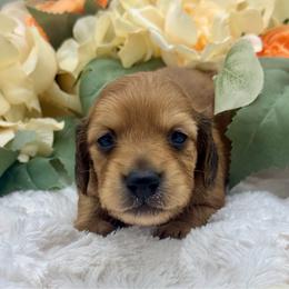 Gage - Red male Dachshund puppy in Exeter, California from Sawtooth Miniature Dachshunds