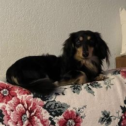 Brody - Dachshund