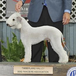 Charlie - Bedlington Terrier