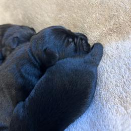 Boy 1 - Black male Miniature Schnauzer puppy in Springfield, Tennessee from My Lovable Schnauzers