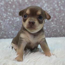 Girl 1 - Chocolate female Chihuahua puppy in Topeka, Kansas from Barbie's Baby Chihuahuas