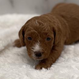 Bella - Red  female Goldendoodle puppy in Kansas City, Kansas from Bella & Ivy’s Mini Goldendoodles of KC