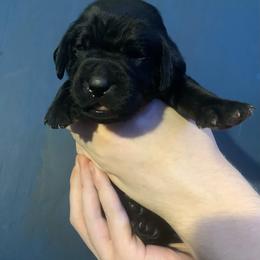 Labrador Retriever Puppies from Shadows Lovely Kennel