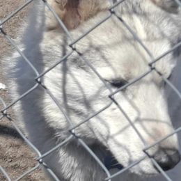 Max - Gray and white Siberian Husky puppy in Des Moines, Iowa from Husky Ranch