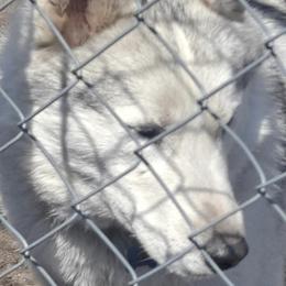 Max - Gray and white Siberian Husky puppy in Des Moines, Iowa from Husky Ranch