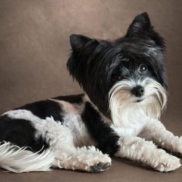 Rucker - Yorkshire Terrier