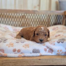 F1B Meet Pierre' - Red male Cavapoo puppy in Centerville, Iowa from Barnyard Dachshunds, Dals & Doodles