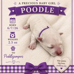 Purple - White female Poodle puppy in Walterboro, South Carolina from Puddlejumpers