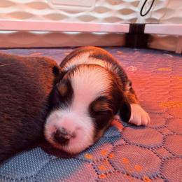 Miniature Australian Shepherd puppies from Sunset Cowgirl Mini Aussies