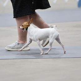 Bridgette - Toy Fox Terrier