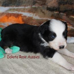 Grits - Black tri-color male Australian Shepherd puppy in Burbank, South Dakota from Dakota Rose Aussies