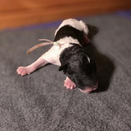 Boy 1 - male Poodle puppy in Blue Ridge, Georgia from Beltane Standard Poodles