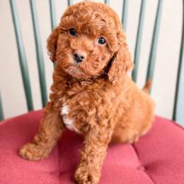 Neville - Red male Cockapoo puppy in Mt Bethel, Pennsylvania from Stasia’s Cutiepoos