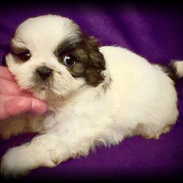 Kobe - Silver and white male Shih Tzu puppy in North Central Oregon, Oregon from T-Amore Shih Tzu