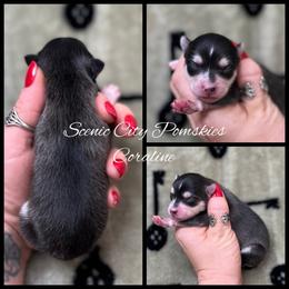 Coraline - Black and white female Pomsky puppy in Rossville, Georgia from Scenic City Pomskies