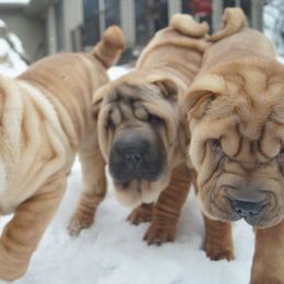 Chinese Shar-Pei from Lucky Wun Kennels