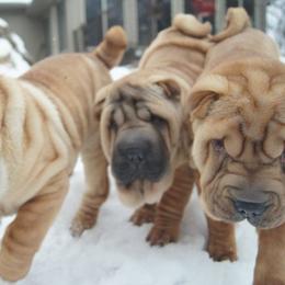 Chinese Shar-Pei from Lucky Wun Kennels