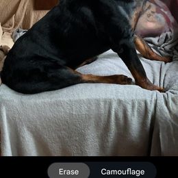 Rottweiler Puppies from Iron Clad Rottweiler
