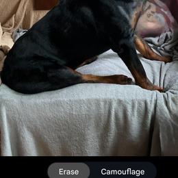 Rottweiler Puppies from Iron Clad Rottweiler