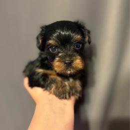 Beanie (Purple collar) - Black and tan male Yorkshire Terrier puppy in Riverbank, California from Yorkie_Wonderland and Stud Services