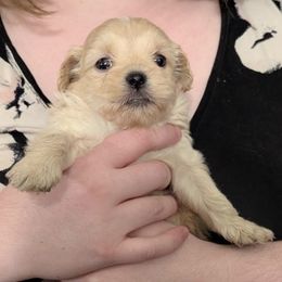 Jingle - Gold and white female Shihpoo puppy in Rush, New York from Care Bear Puppies
