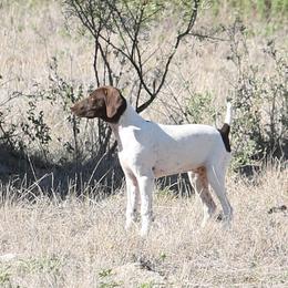 German Shorthaired Pointer and Vizsla All Grown Up from Big Country Kennels